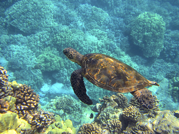 Turtle in the Ocean